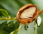 Argan oil - Image 2