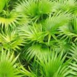 Saw Palmetto Extract