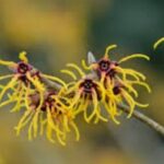 Witch hazel -Alcohol based