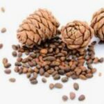 Cedarwood Essential Oil