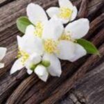 Vanilla Essential Oil