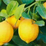 Lemon Essential Oil ROUSHUN