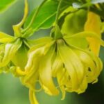 Ylang Ylang Essential Oil