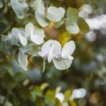 Eucalyptus Essential Oil