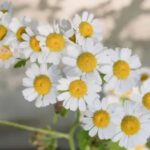 Chamomile Essential Oil