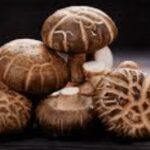 Shiitake Extract Powder